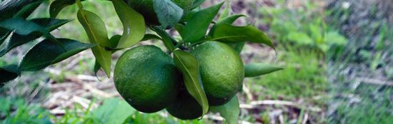 スーパーじゃばら