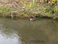 写真：肉眼で見たときのイメージ